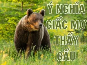 giai ma y nghia giac mo thay gau