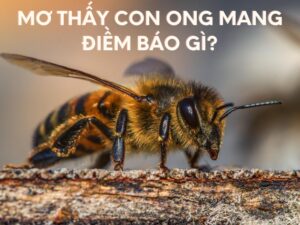 mo thay con ong