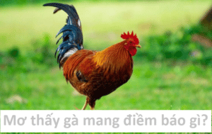 mơ thấy gà mang điềm báo gì